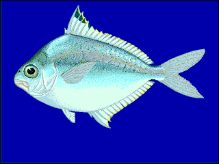 <i>Eubleekeria</i> Genus of fishes