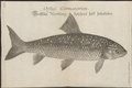 Leuciscus pigus - 1700-1880 - Print - Iconographia Zoologica - Special Collections University of Amsterdam - UBA01 IZ14900035.tif