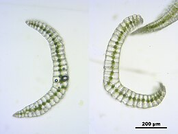 Kussentjesmos (Leucobryum glaucum): dwarse doorsnede van het blad