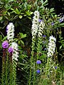 nl:Liatris Spicata variëteit Alba