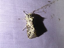 Lichnoptera spp.jpg