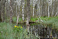 * Nomination Liivoja stream in Kõrvemaa Nature Park (by Ireena) Kruusamägi 00:49, 3 June 2015 (UTC) * Decline Insufficient quality. Mostly out of focus. Pity for such a nice composition! --Moroder 12:12, 9 June 2015 (UTC)