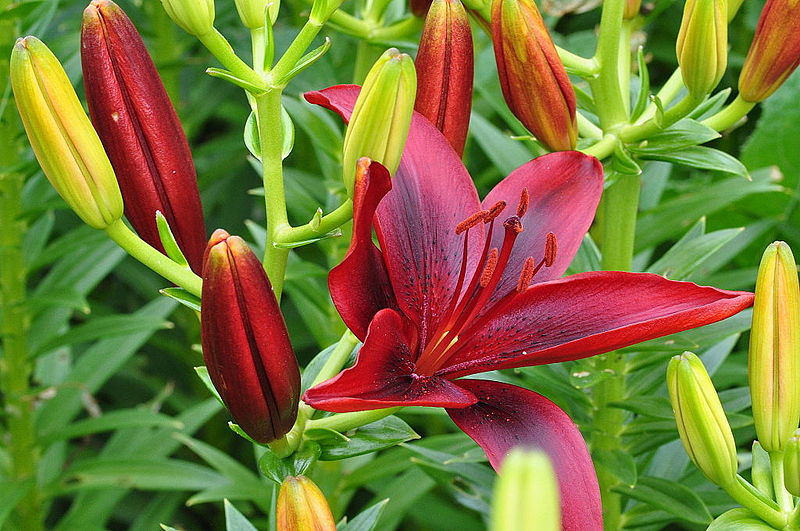 File:Lilies Hengry Park RBG3.JPG