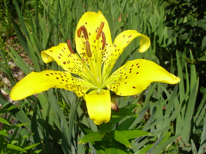 File:Lilium lancifolium-yellow.jpg