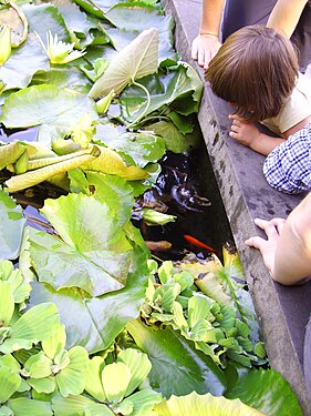 Children playing by a pond with Koi carp.