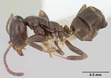 Linepithema aztecoides casent0104900 profil 1.jpg