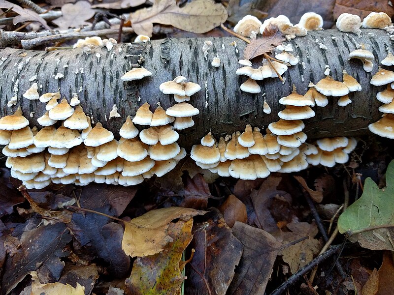 File:Lisse - Keukenhofbos - Plooivlieswaaiertje (Plicaturopsis crispa).jpg