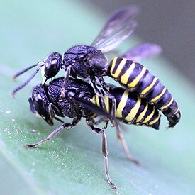 Спаривание Lissodynerus septemfasciatus