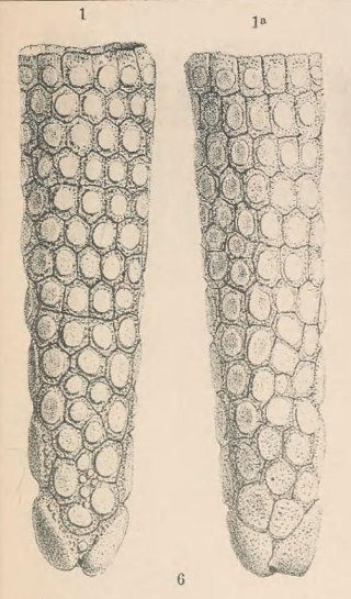 <i>Lomaphorus</i> Extinct genus of mammals belonging to the armadillo order of xenarthrans