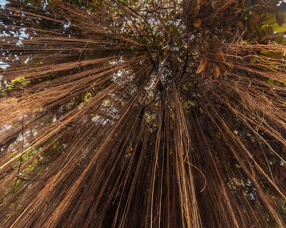 Long hanging vines of a strangler fig seen from below in Luang Prabang Laos