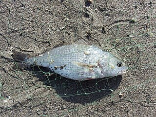 <span class="mw-page-title-main">Lorna drum</span> Species of fish