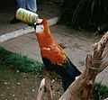 Loro bebiendo refresco