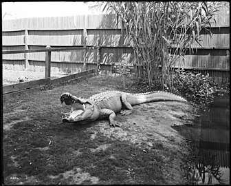 Los Angeles Alligator Farm (ca. 1907) 14.jpg