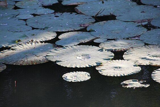 Lotus leaves with water drops