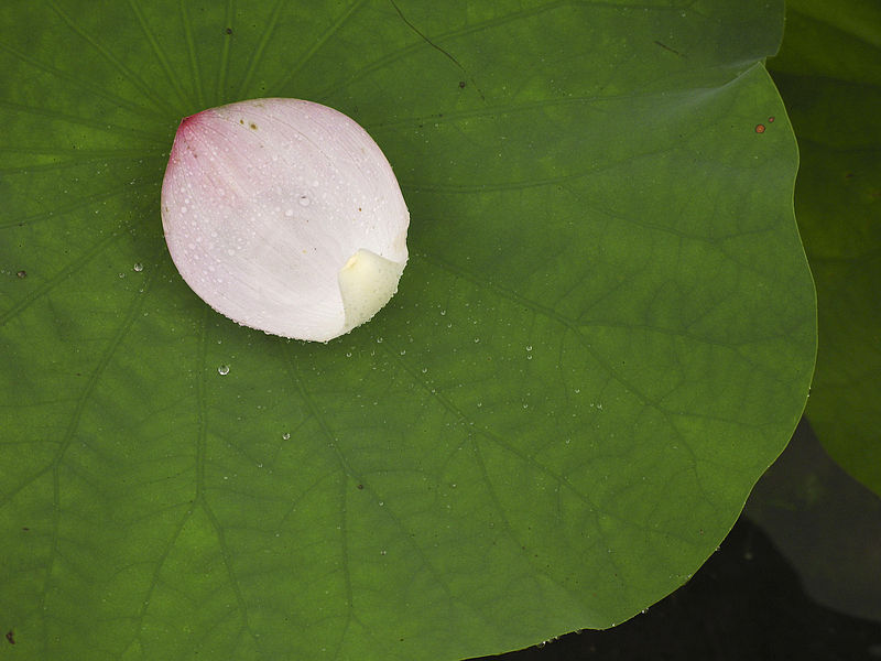 صورة:Lotus leaf and petal-2304-2.jpg