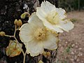 Luehea paniculata