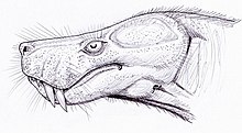 Vue d'artiste de la tête de Lycosuchus vanderrieti, par Dimitri Bogdanov.