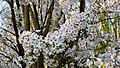 * Nomination Japanese flowering cherry (Prunus serrulata) in Sentmaring park, Münster, North Rhine-Westfalia, Germany --XRay 05:04, 17 April 2016 (UTC) * Promotion  Support Beautiful! Very good quality. --Johann Jaritz 05:47, 17 April 2016 (UTC)