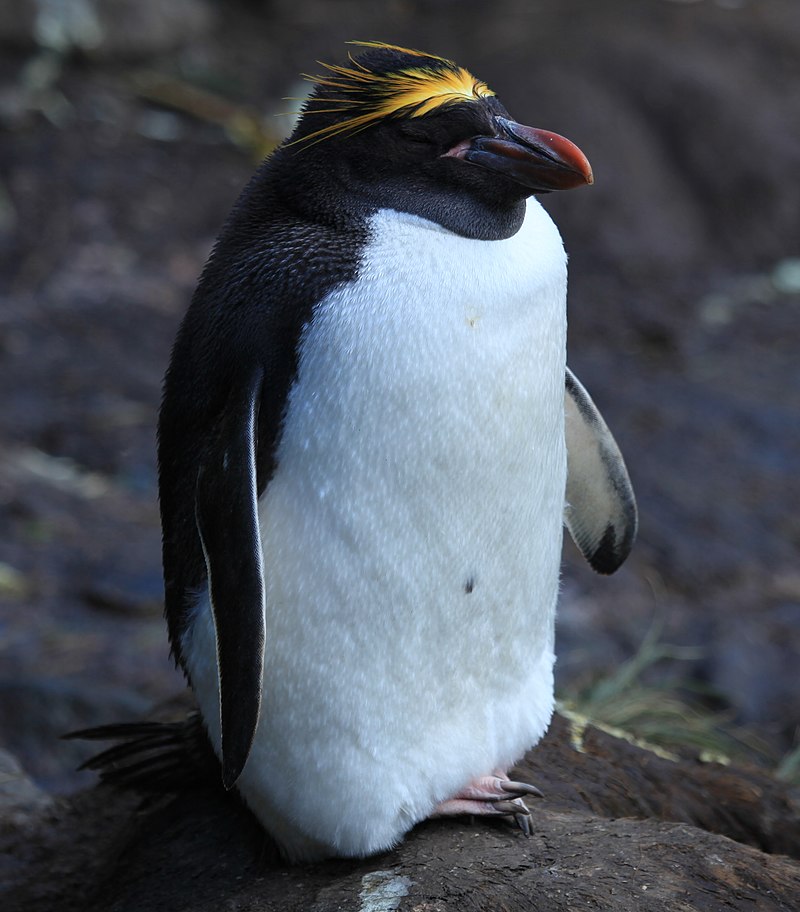 Przedstawiciel rodzaju – pingwin złotoczuby (E. złotoczuby)
