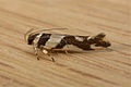 Macrobathra desmotoma