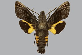 Macroglossum calescens