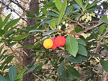 Strawberry tree (Arbutus unedo L.) in the forests of Calviá.