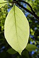 * Nomination underside of Magnolia x soulangeana leaf in Rogów Arboretum, Poland --Crusier 15:46, 6 June 2010 (UTC)  QuestionCan someone tell me why the thumbnail is not available? File --Crusier 15:46, 6 June 2010 (UTC) * Promotion All looks good, the thumbnail too. --Jebulon 17:26, 6 June 2010 (UTC)  Comment I see it: [1] --Crusier 18:29, 6 June 2010 (UTC)