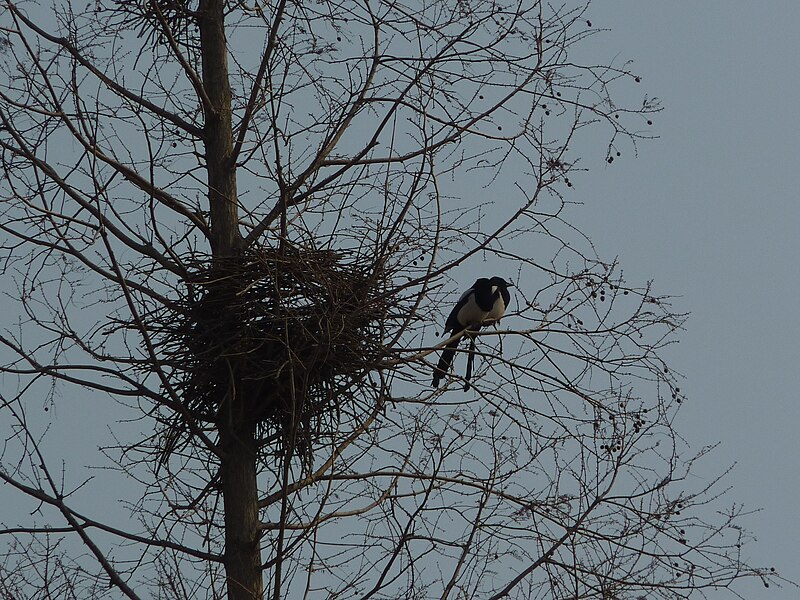 File:Magpies and their nest near the Tomb of Xiao Hong - P1070730.JPG