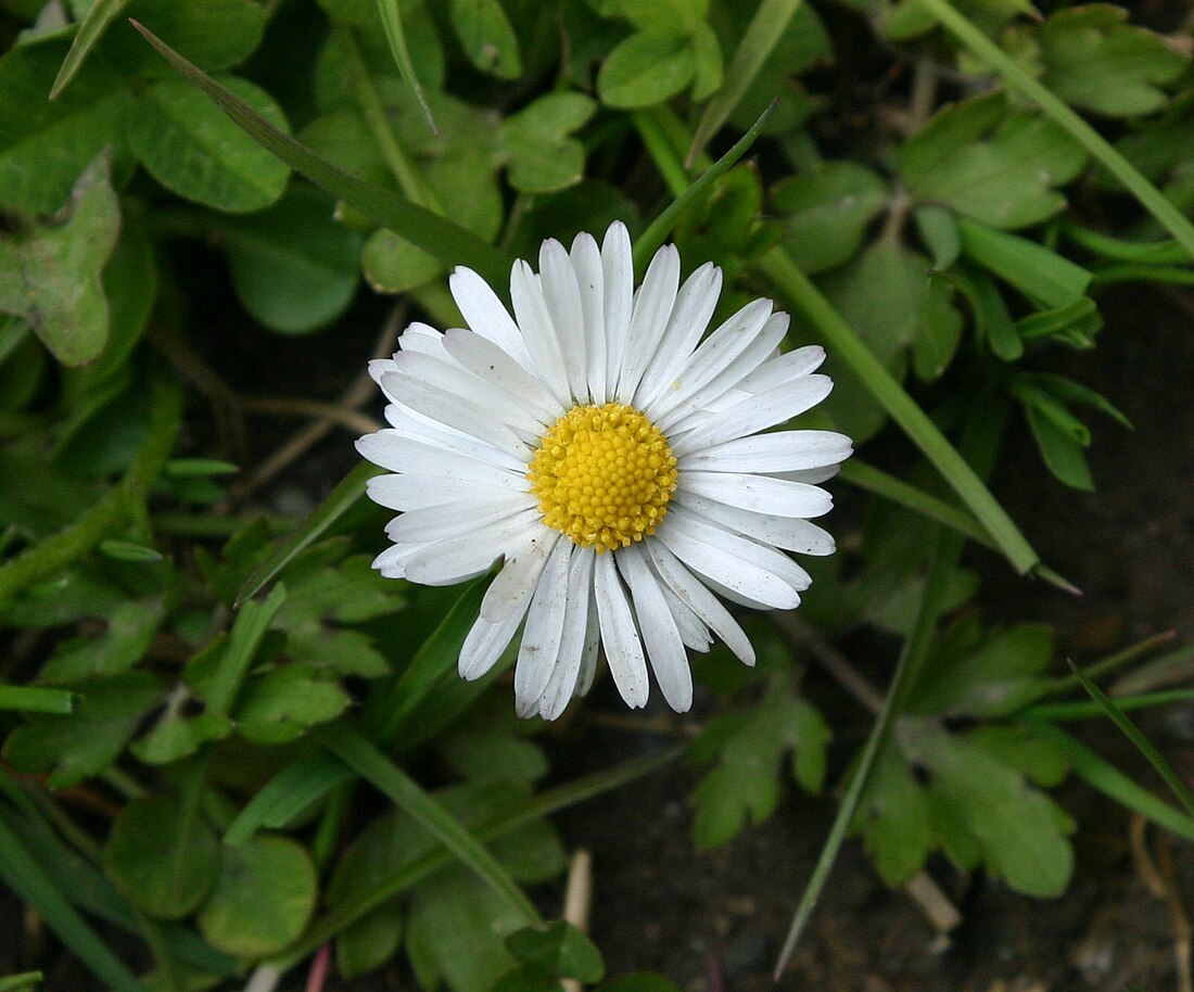 Margréitchen