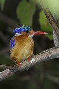 Malachite kingfisher (Corythornis cristatus) - Lake Bunyonyi 16.jpg