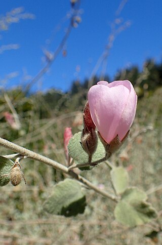 <i>Malacothamnus fremontii</i> Species of flowering plant