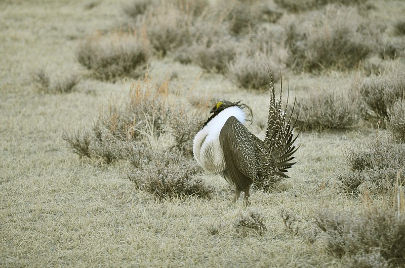 File:Male Greater Sage-Grouse (6948264096).jpg