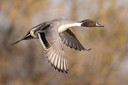 ♂ Anas acuta (Northern Pintail Duck) in flight at Llano Seco