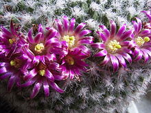Ein Farbbild eines Kaktus mit rosa Blüten