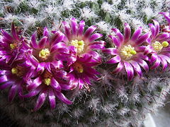 A color picture of a cactus with pink flowers