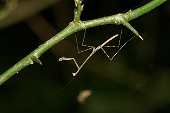 Mantidae