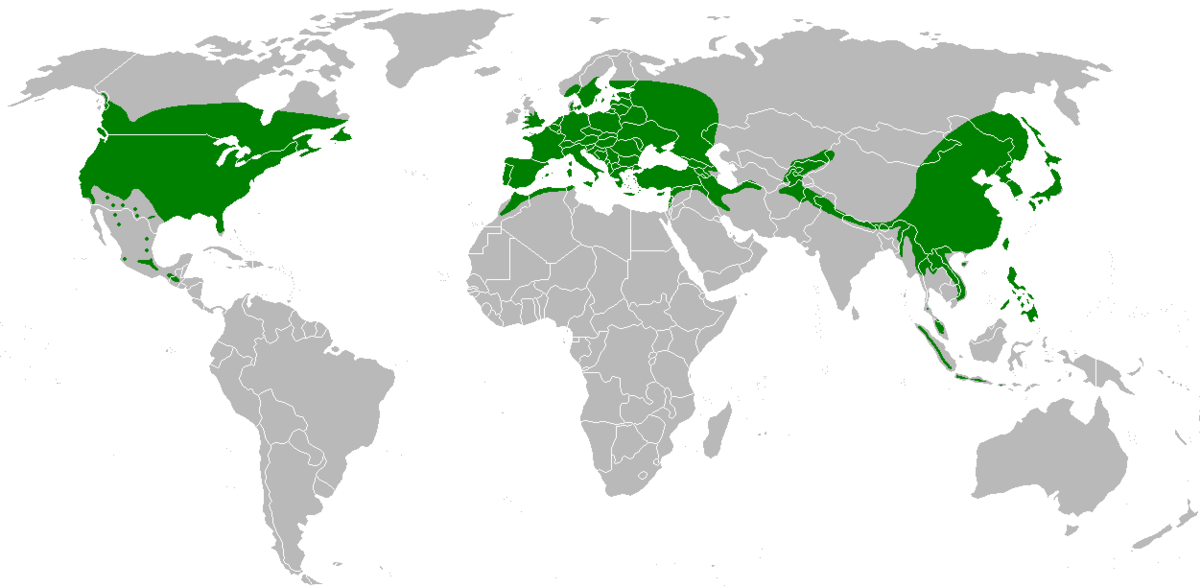 Где растут оливки карта - 90 фото