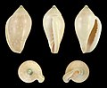 * Nomination Shell of a Marginellid, Marginella pseudosebastiani --Llez 06:00, 16 July 2019 (UTC) * Promotion  Support Good quality. --Ermell 06:07, 16 July 2019 (UTC)  Support Good quality. --GRDN711 18:16, 17 July 2019 (UTC)