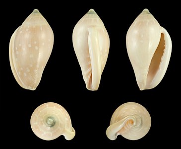 Marginella pseudosebastiani