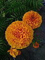 Mariegold flowers.jpg
