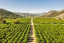 An aerial view of a citrus orchard in the San Pascual Valley in Escondido, California.