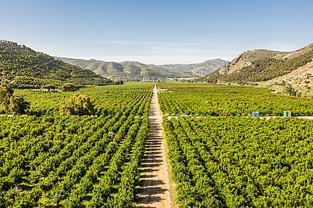 Aerial view of a citrus orchard in the San Pascual Valley in Escondido, California