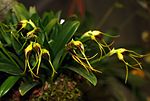 Masdevallia bicolor Orchi 109. jpg