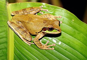 Masked-Tree-Frog.jpg