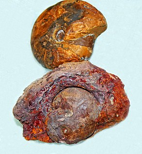 <i>Beyrichoceras</i> Genus of molluscs (fossil)