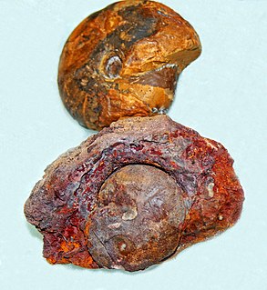 <i>Beyrichoceras</i> genus of molluscs (fossil)