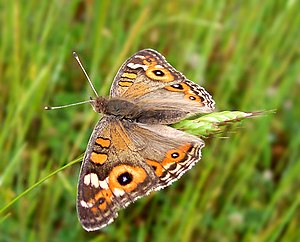 Pests > Pests Entities > Insects > Moths & butterflies > Caterpillars,  Vanilla, Madagascar - PestNet