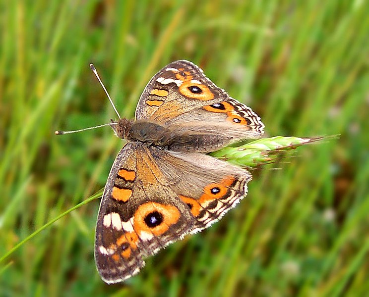 File:Meadow Argus02.jpg