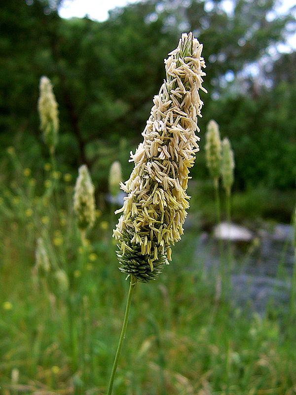 Image: Meadow Foxtail head