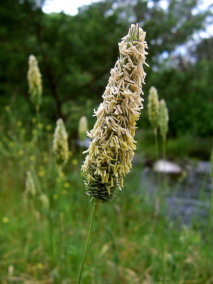 Poaceae-avatar